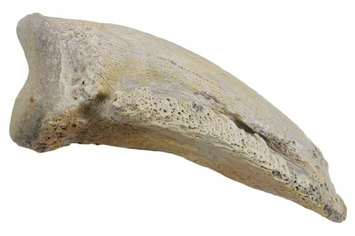 Dinosaur (Pachycephalosaurus) Toe Ungual (Claw) - Montana #356950